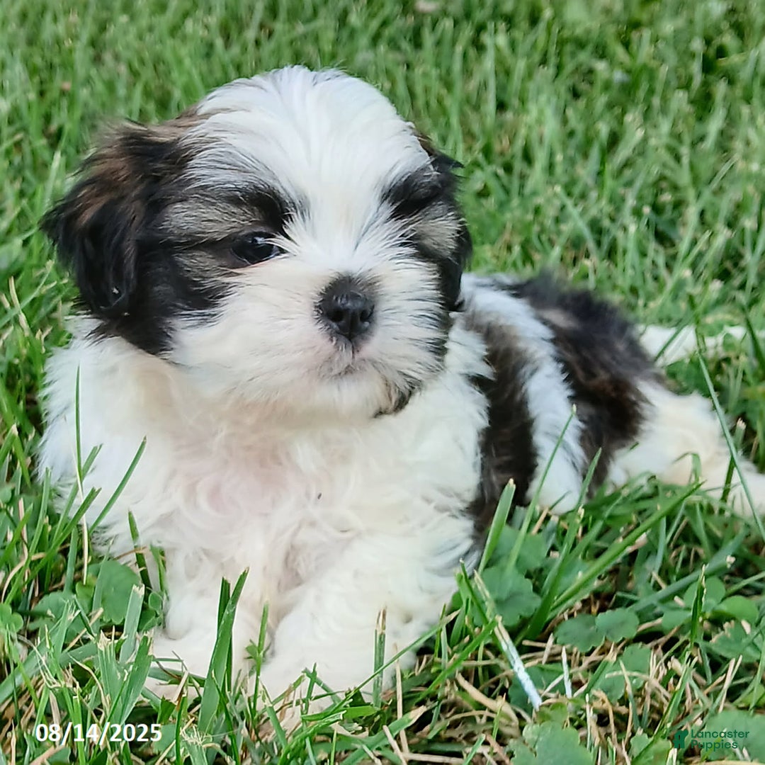 Shih Tzu dogs for sale: Carter - Image 5