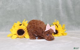 Miniature Poodle dogs for sale: Val - Image 10