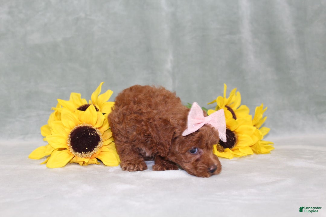 Miniature Poodle dogs for sale: Val - Image 10