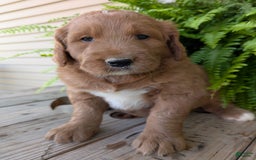 Goldendoodle dogs for sale: Ben - Image 17