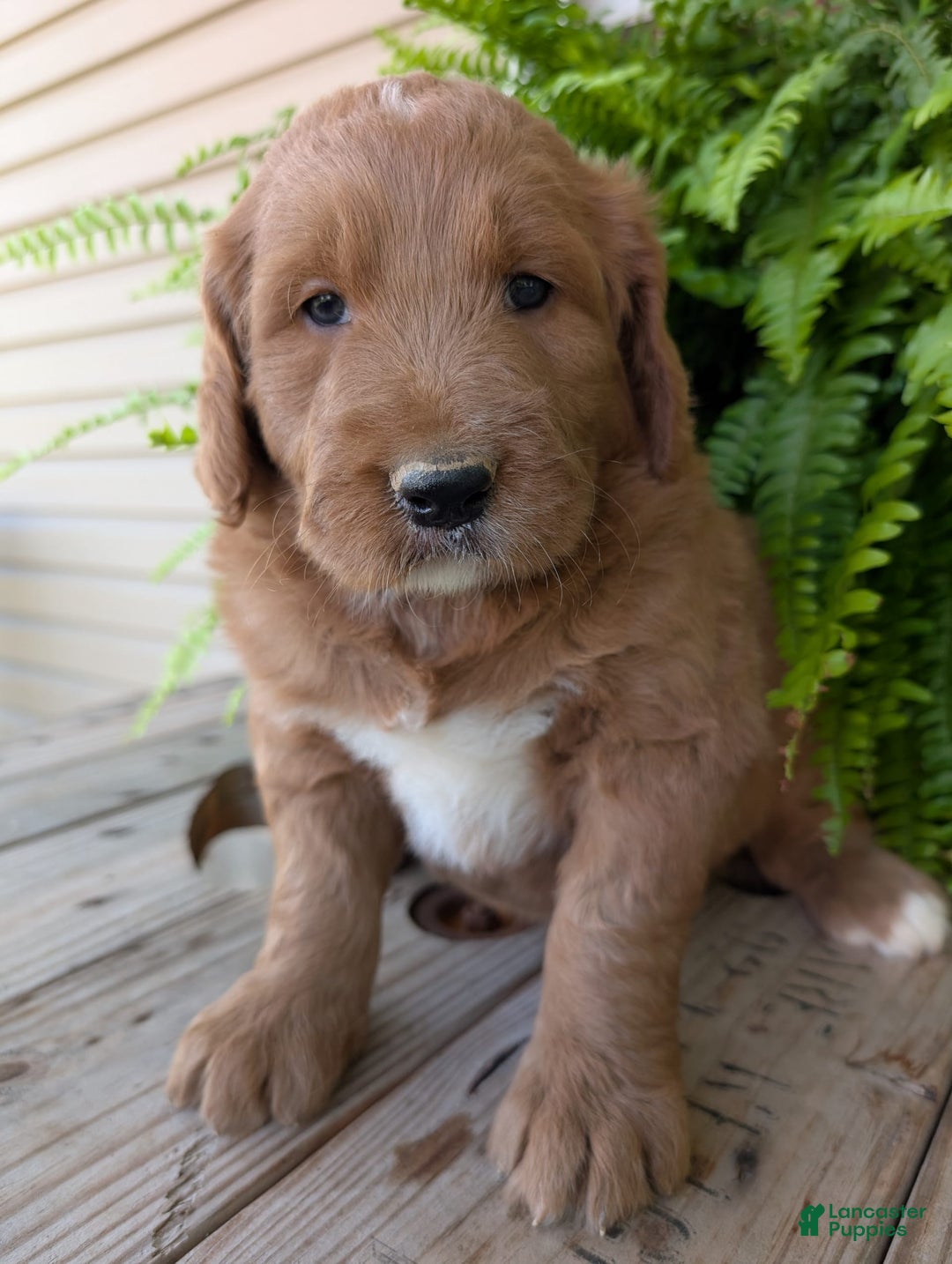 Goldendoodle dogs for sale: Ben - Image 17