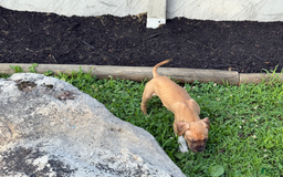 American Pit Bull Terrier dogs for sale: Spice - Image 15