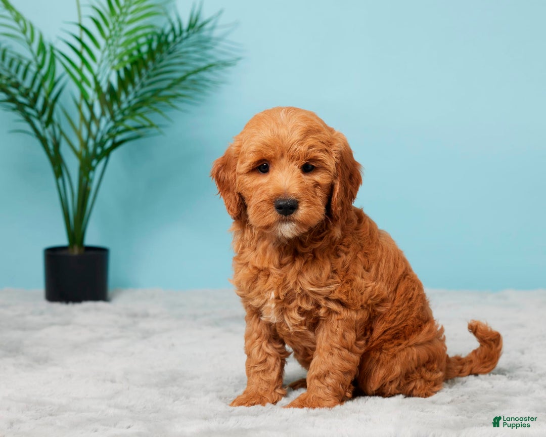 Mini Goldendoodle dogs for sale: Allison - Image 5