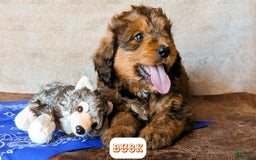 Bernedoodle dogs for sale: Buck - Image 2