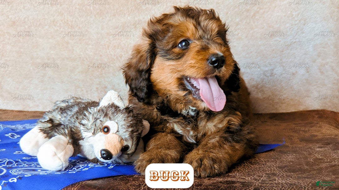Bernedoodle dogs for sale: Buck - Image 2