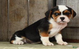 Beabull dogs for sale: Winnie - Image 5