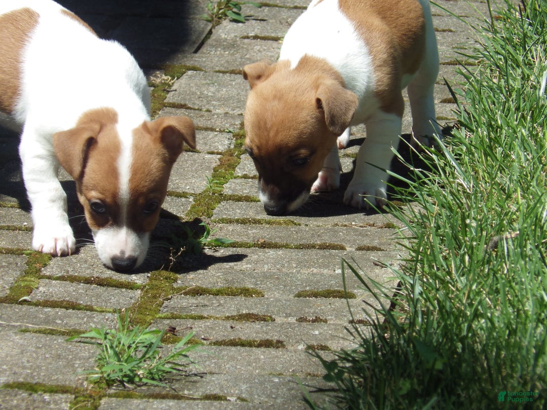 Jack Russell Terrier dogs for sale: Franklin - Image 4