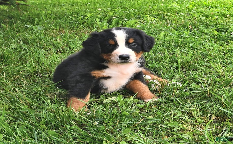 Bernese Mountain Dog dogs - Advert 15