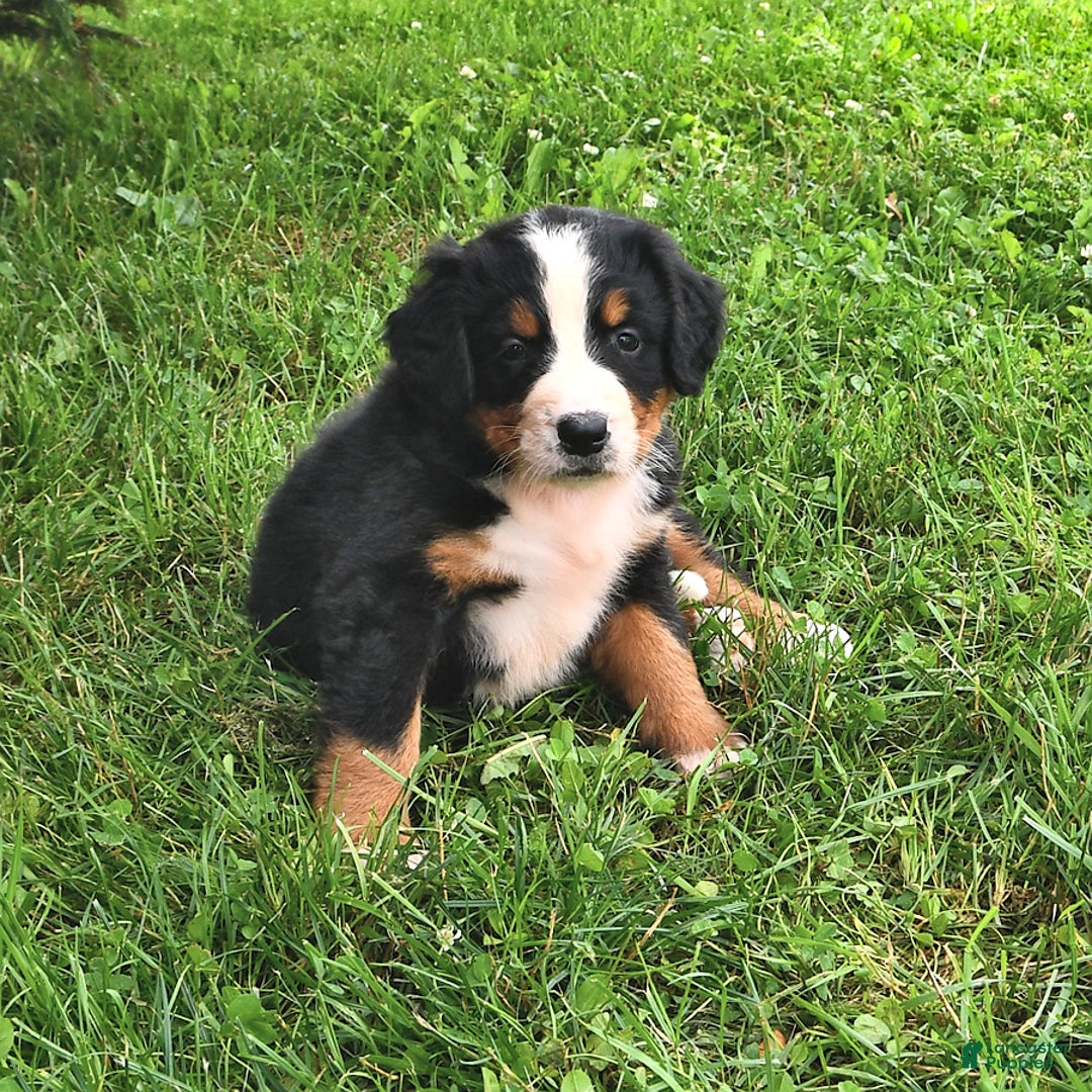 Bernese Mountain Dog dogs for sale: Licia - Listing for pets: Lael, Licia, Vincent, Virgil - Image 1