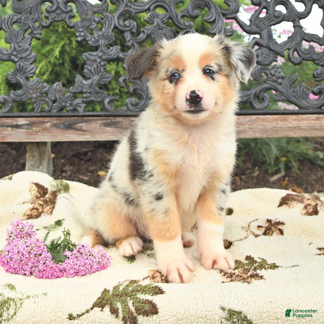 Miniature Australian Shepherd dogs for sale: Trigger - Image 1