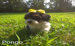 Cavapoo dogs for sale: Pongo - Image 1