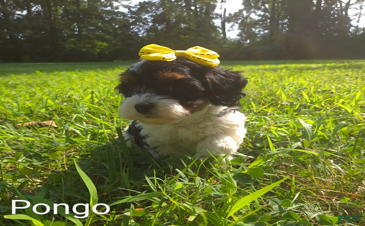 Cavapoo dogs for sale - Ad 2