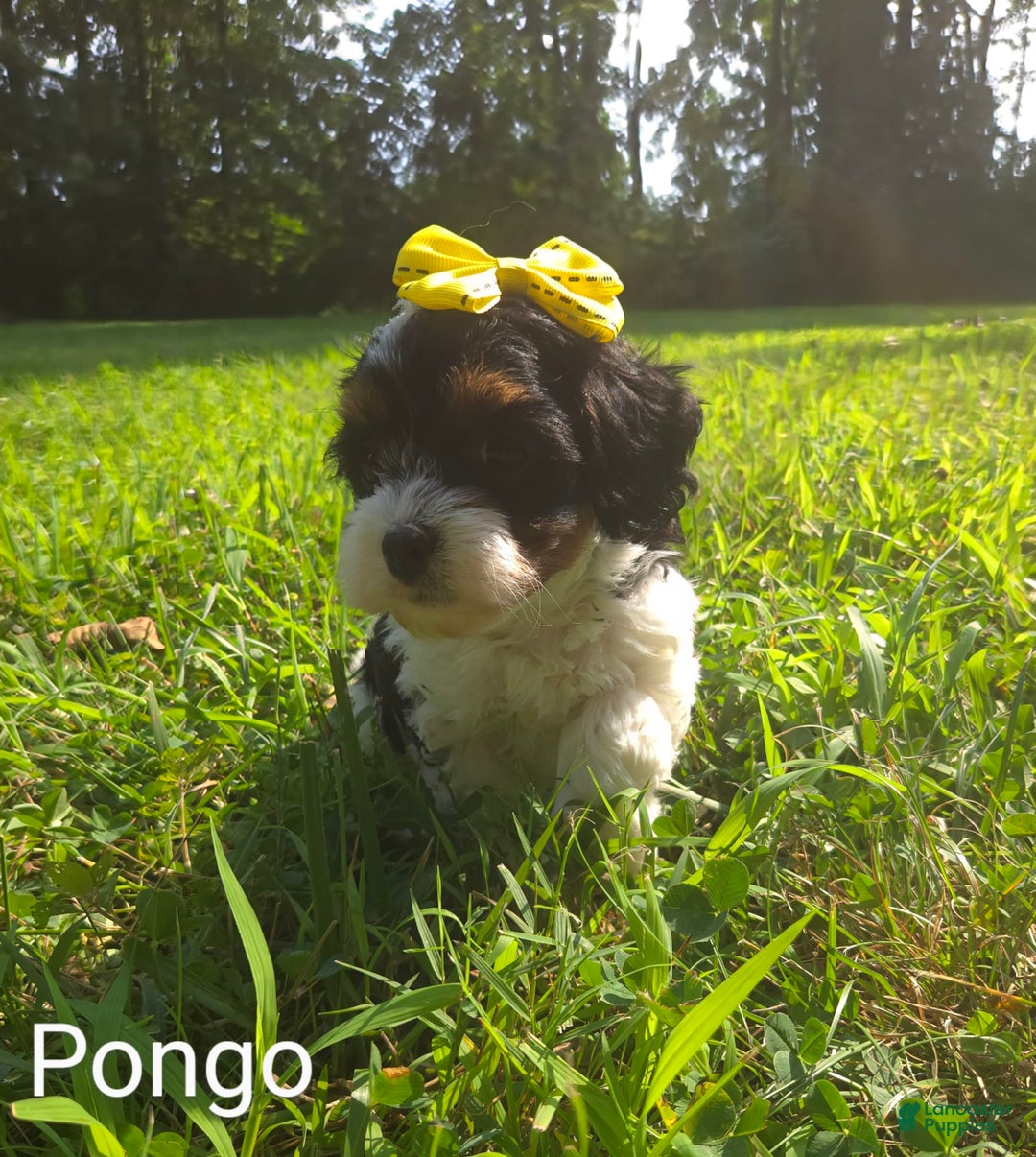 Cavapoo dogs for sale: Pongo - Image 1