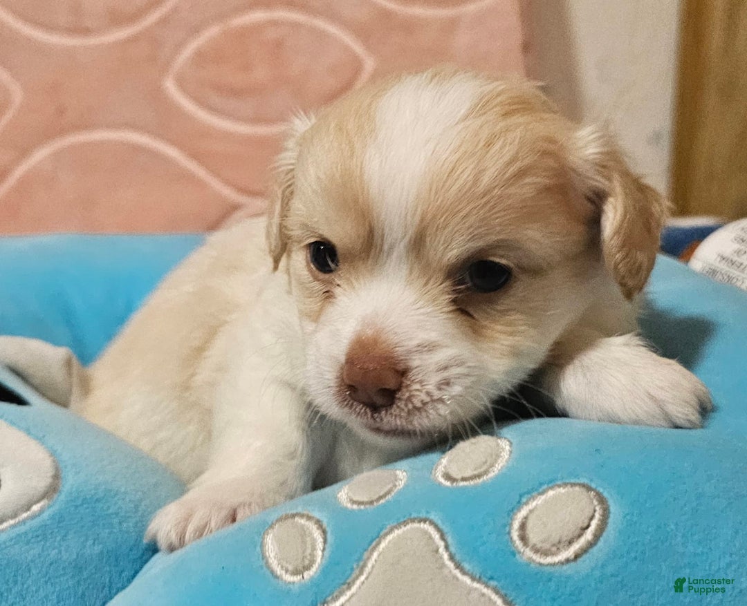 Chihuahua dogs for sale: Darcey - Image 5