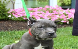 Cane Corso dogs for sale: Opal - Image 10