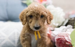 Standard Poodle dogs for sale: Salsa - Image 3