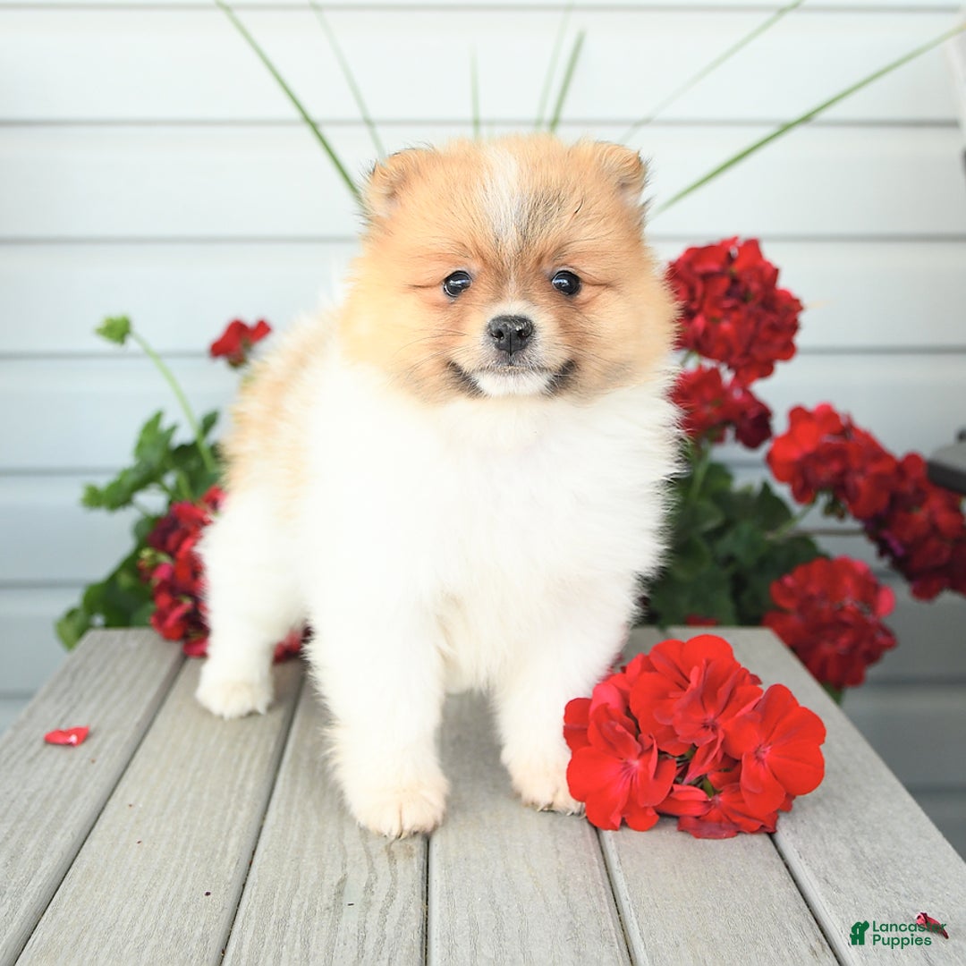 Pomeranian dogs for sale: Healthy - Image 6