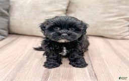 Shihpoo dogs for sale: Leti - Image 4