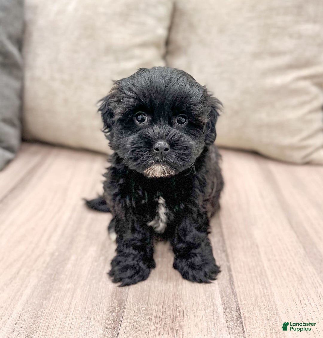 Shihpoo dogs for sale: Leti - Image 4