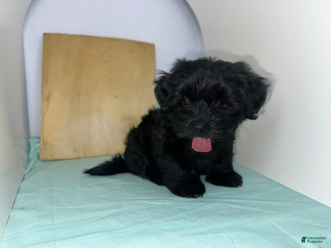 Yorkshire Terrier dogs for sale: Zuri - Image 7