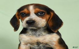 Beagle dogs for sale: Rascal - Image 5