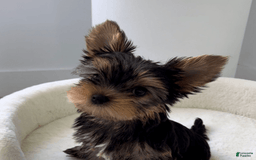 Yorkshire Terrier dogs for sale: Olive - Image 2
