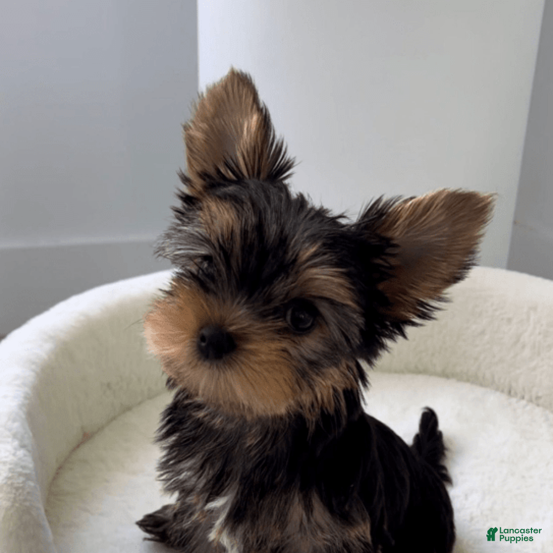 Yorkshire Terrier dogs for sale: Olive - Image 2