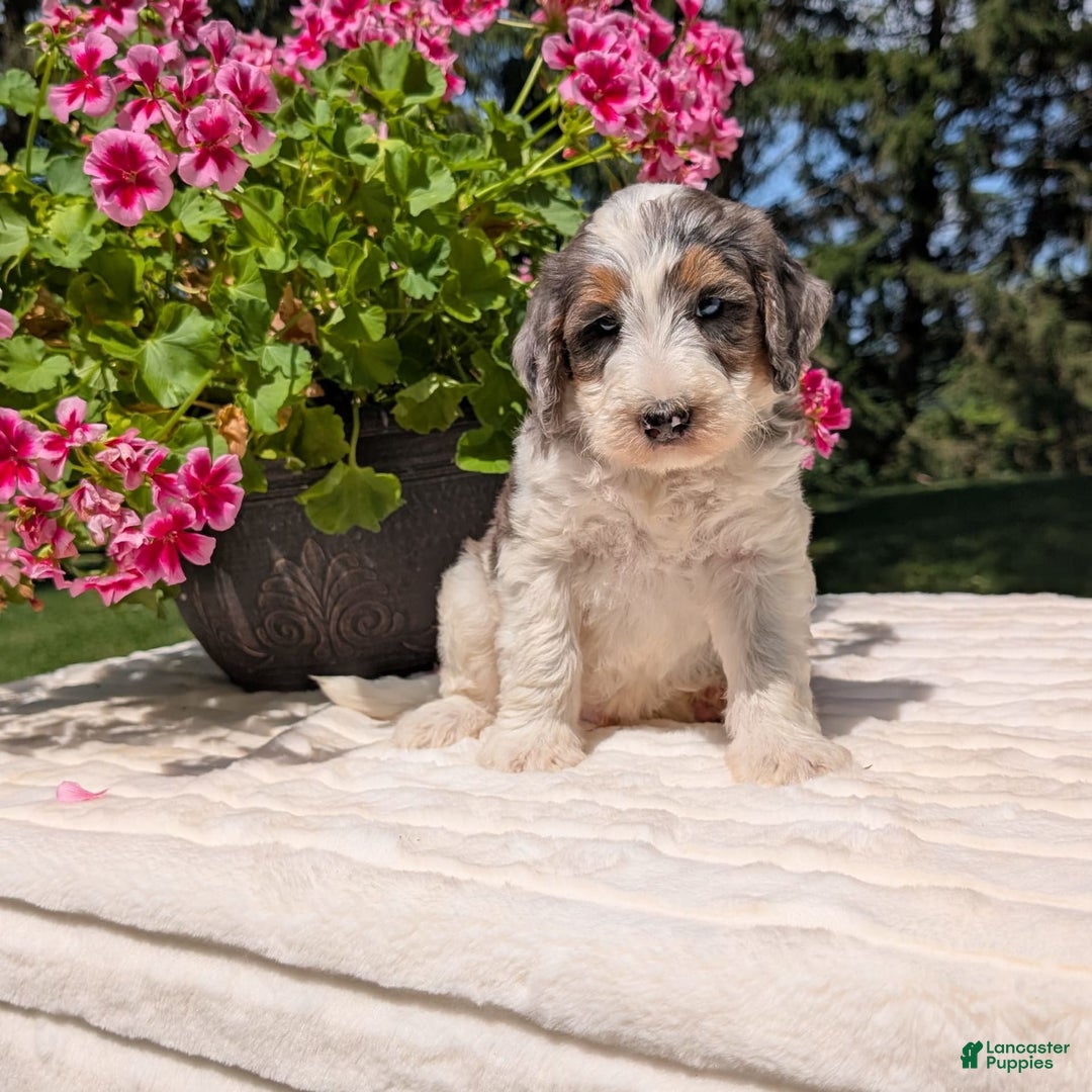 Mini Bernedoodle dogs for sale: Sammy - Image 2