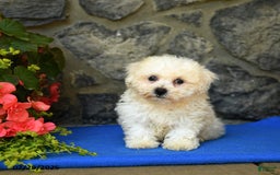 Bichon Frise dogs for sale: Snoopy - Image 2