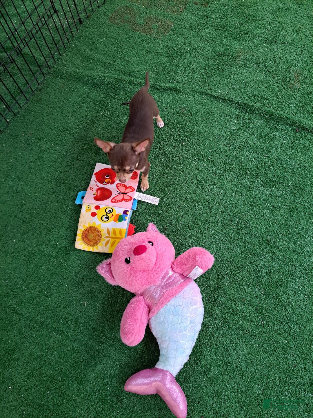 Chihuahua dogs for sale: Toy Bella - Image 10