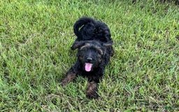 Goldendoodle dogs for sale: Lilly - Image 2