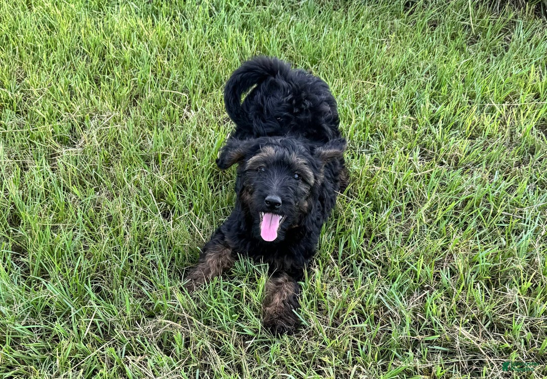 Goldendoodle dogs for sale: Lilly - Image 2