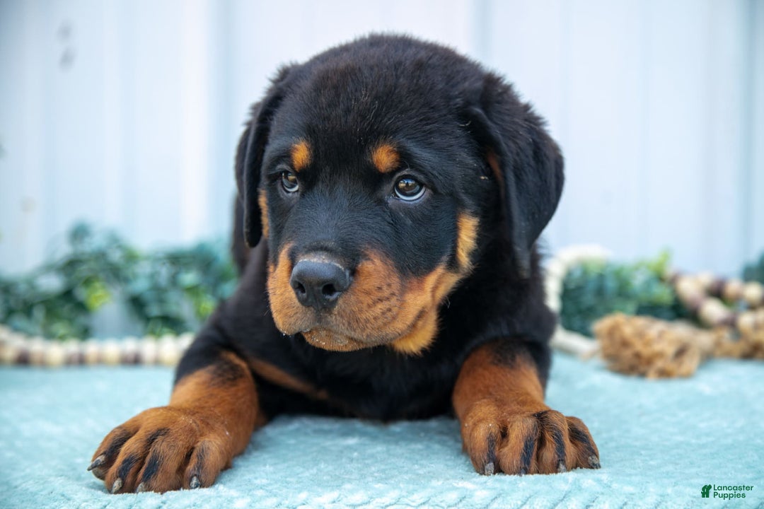 Rottweiler dogs for sale: Rottweiler 7 puppies - Image 7