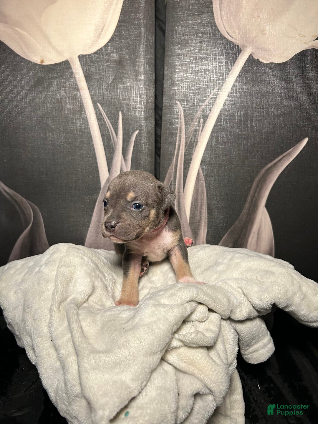 American Bully dogs for sale: Rosey - Image 20