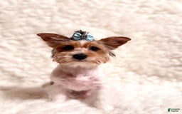 Yorkshire Terrier dogs for sale: Waldo - Image 4