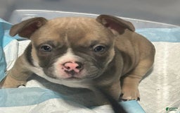 American Bully dogs for sale: Sebastian - Image 3