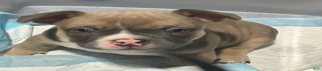 Sebastian