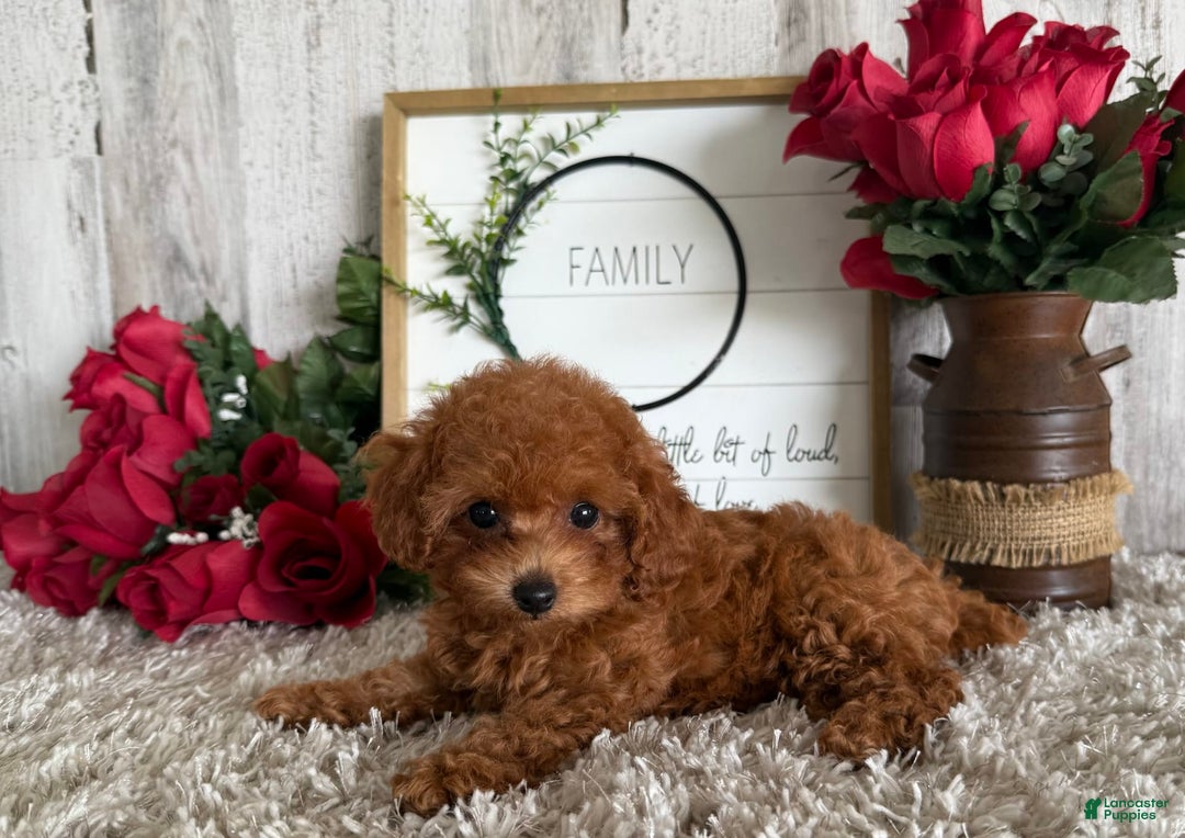 Toy Poodle dogs for sale: Ivy - Image 4