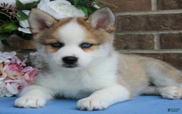 Pomsky dogs for sale: Archer - Image 4