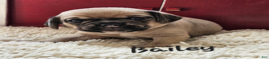 Bailey