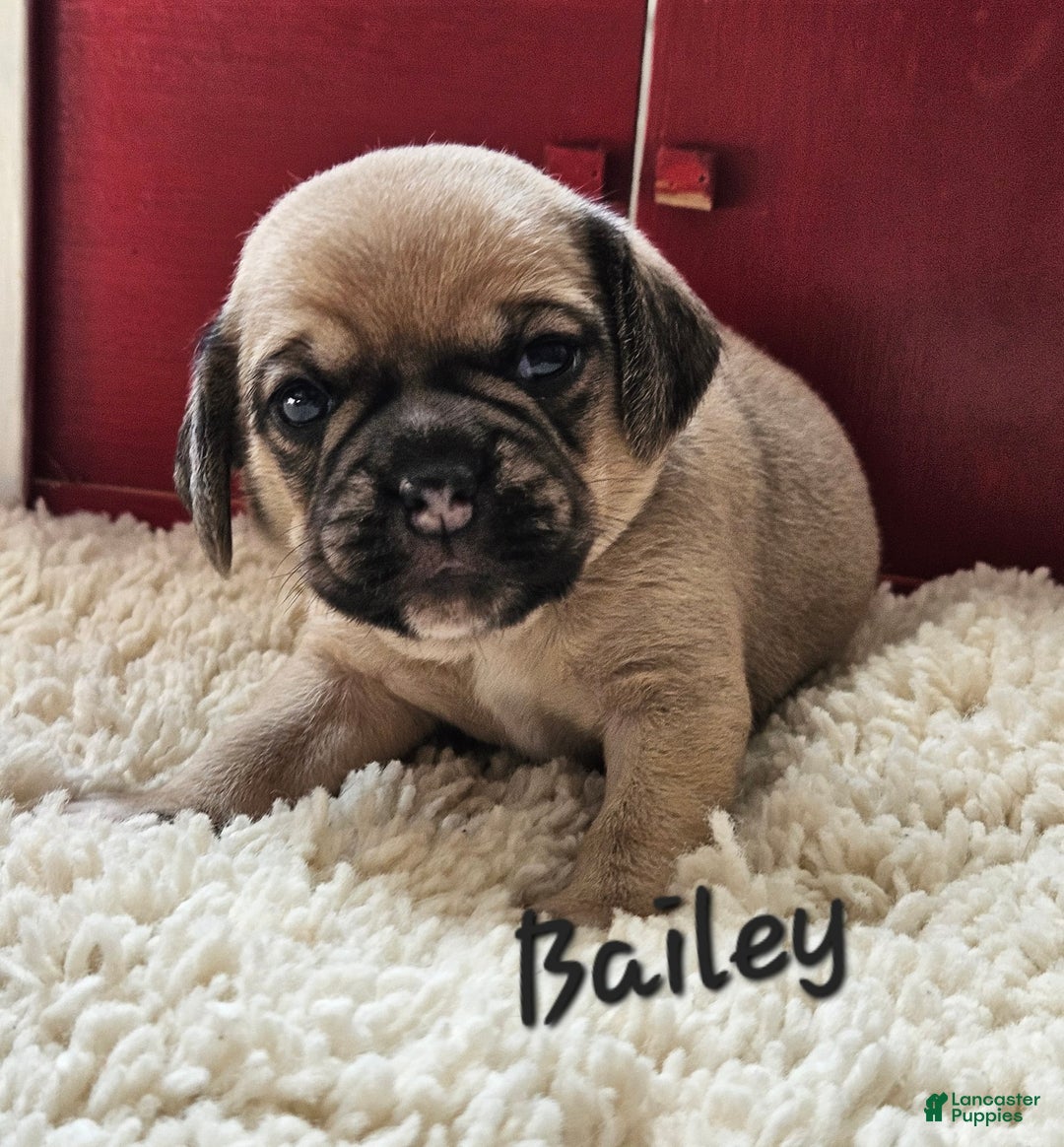 Puggle dogs for sale: Bailey - Image 1