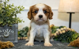 Cavalier King Charles Spaniel dogs for sale: Cody - Image 1