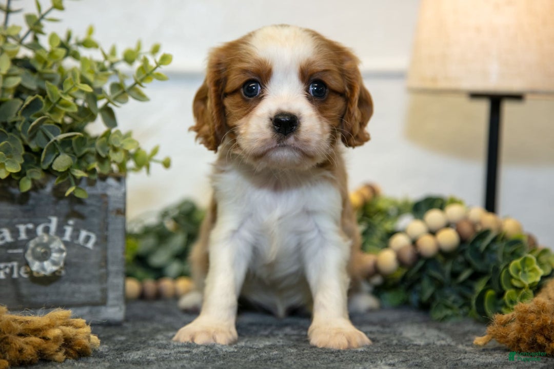 Cavalier King Charles Spaniel dogs for sale: Cody - Image 1