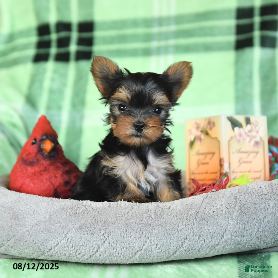 Yorkshire Terrier dogs for sale: Lacey - Image 4