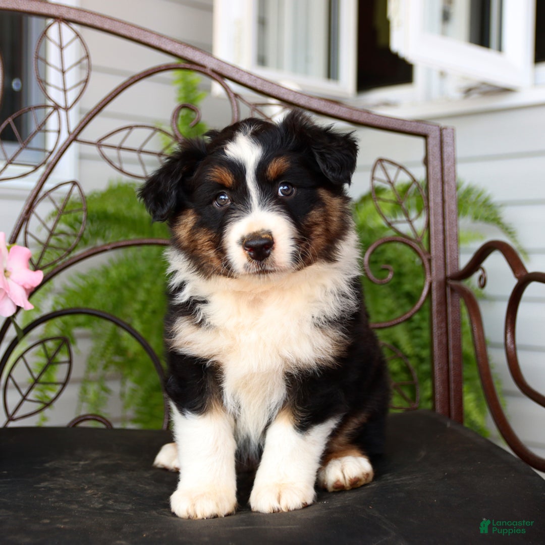 Australian Shepherd dogs for sale: Tango - Image 4