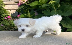 Coton De Tulear dogs for sale: Pearl - Image 22