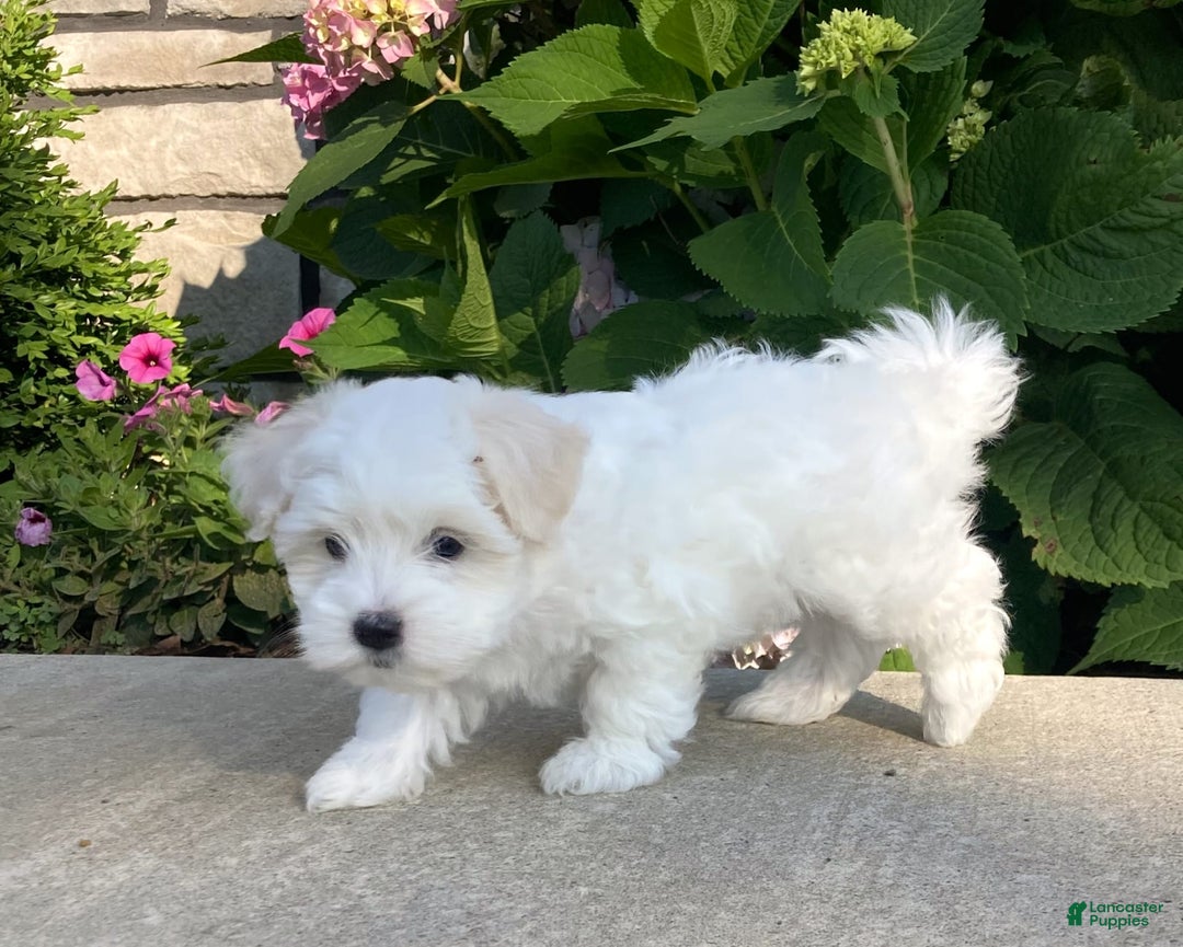 Coton De Tulear dogs for sale: Pearl - Image 22