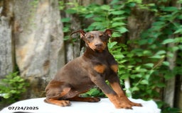 Doberman Pinscher dogs for sale: Petal - Image 14