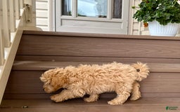 Maltipoo dogs for sale: Gordon - Image 11