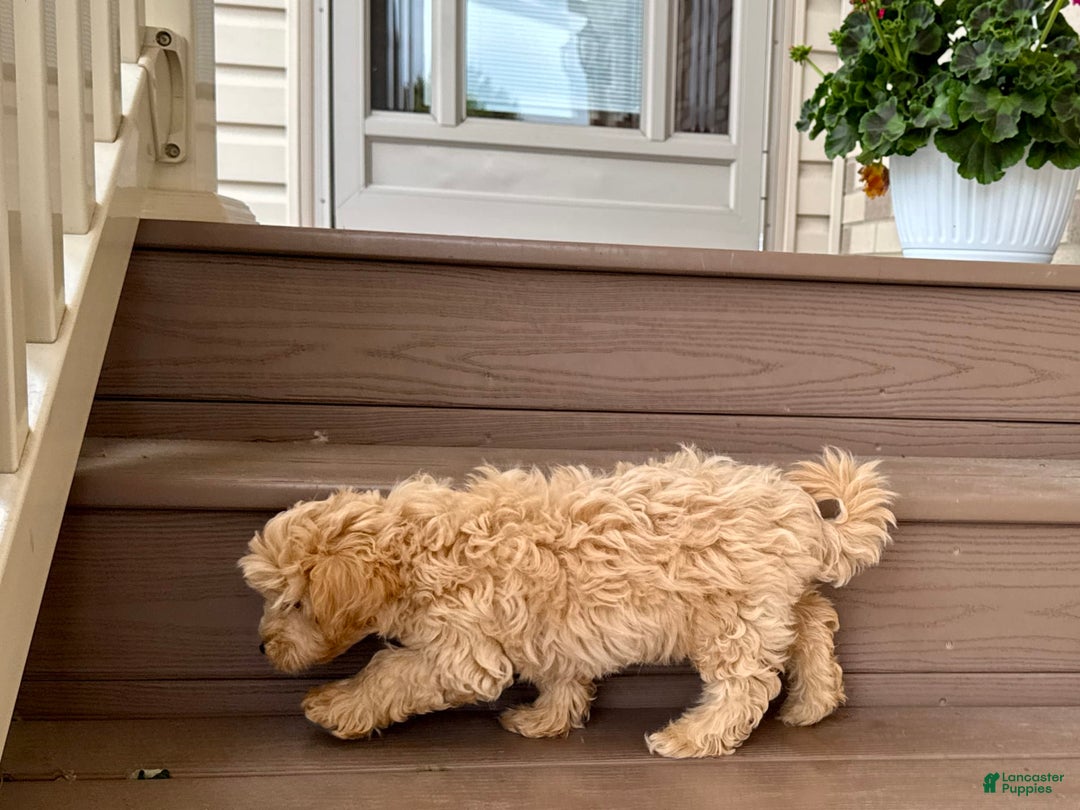 Maltipoo dogs for sale: Gordon - Image 11